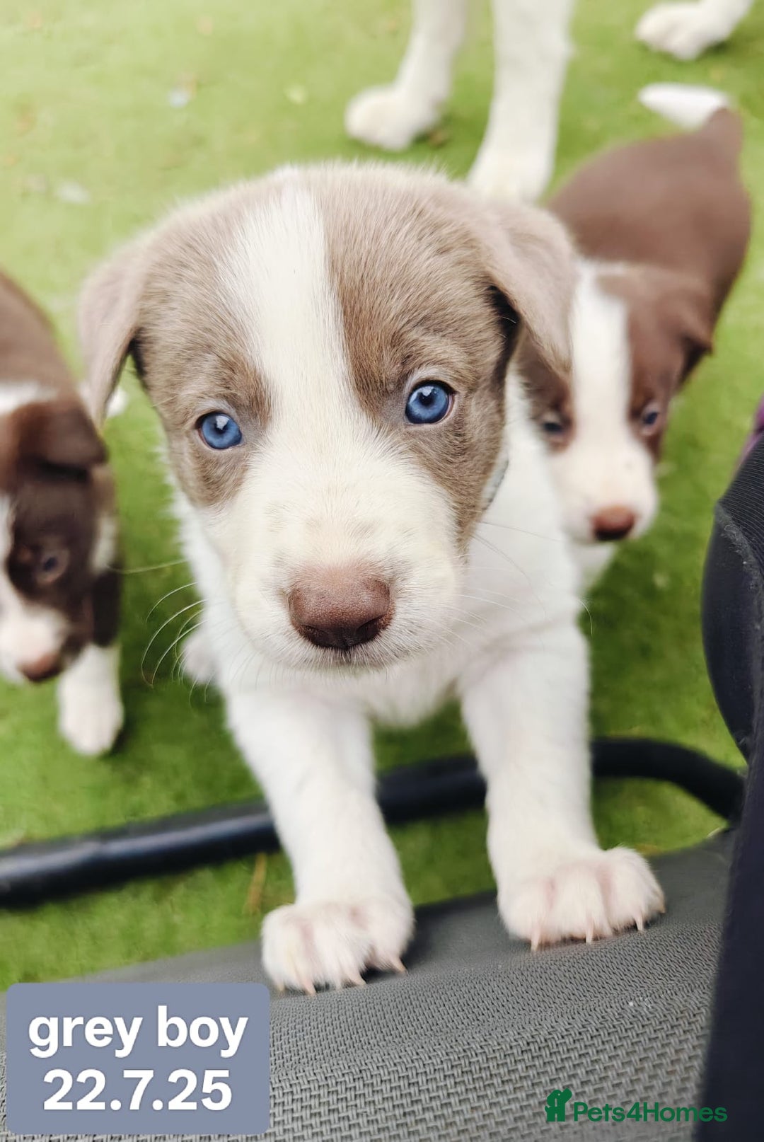 Border Collie dogs for sale: 6 Kennel Club registered Border Collie pups - Image 11