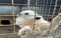 Mixed Breed dogs for adoption: Elena - Marlborough Wiltshire  - Advert 10