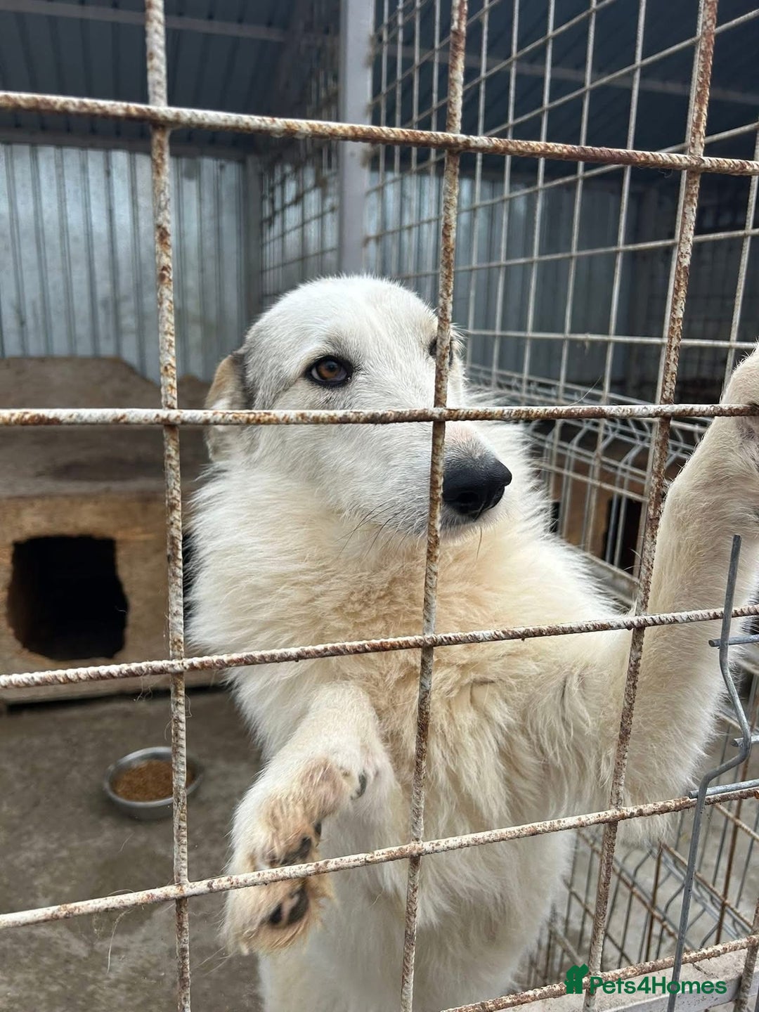 Mixed Breed dogs for adoption: Elena - Marlborough Wiltshire  - Advert 10