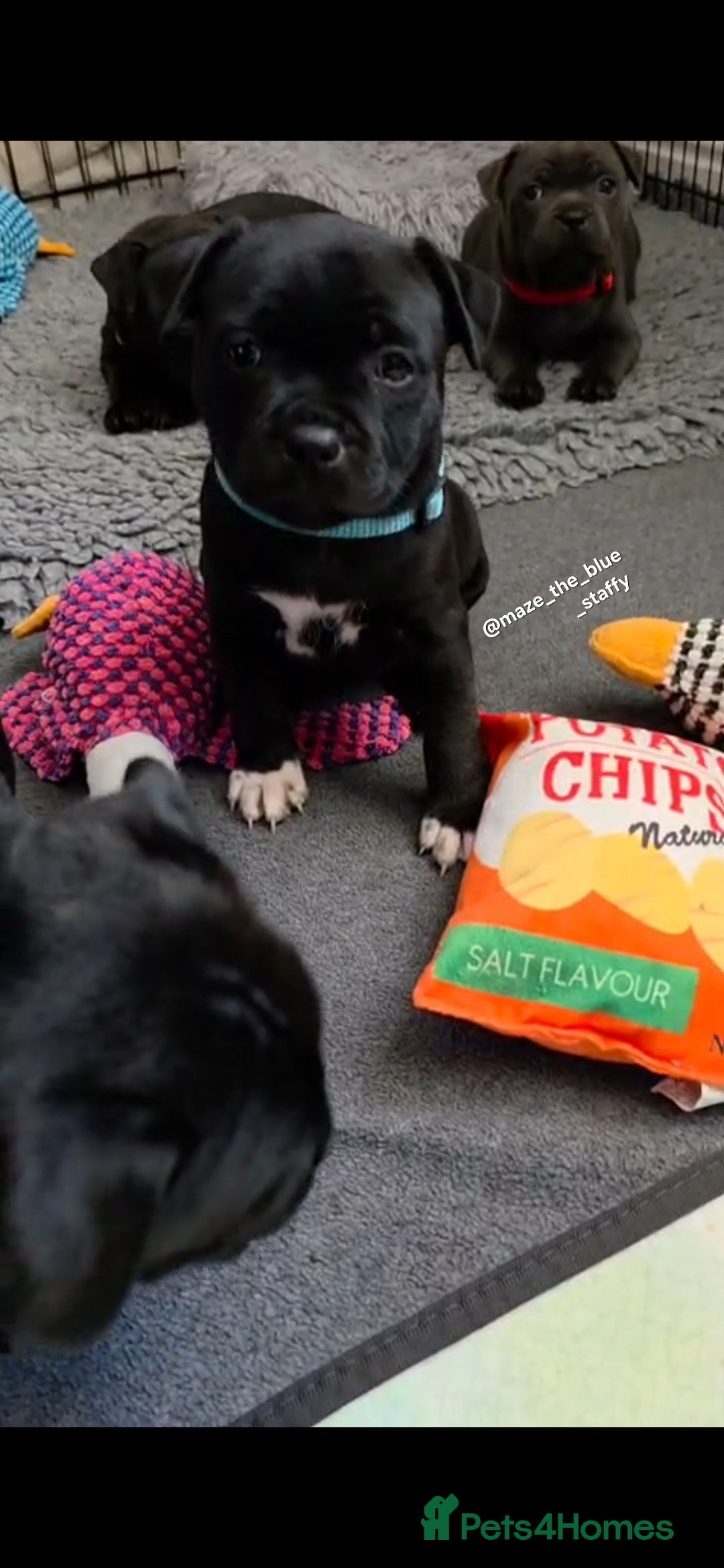 Staffordshire Bull Terrier dogs Pinnacle Blue & Black Staffy Puppies - Advert 2