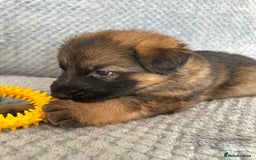 German Shepherd dogs for sale: K/C Registered German Shepherd Puppies  - Image 13