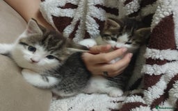 Mixed Breed cats for sale: Beautiful female tabby kittens - Image 2