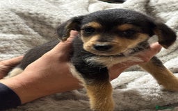 Jackapoo dogs for sale: Adorable Jackapoo puppies  - Image 3