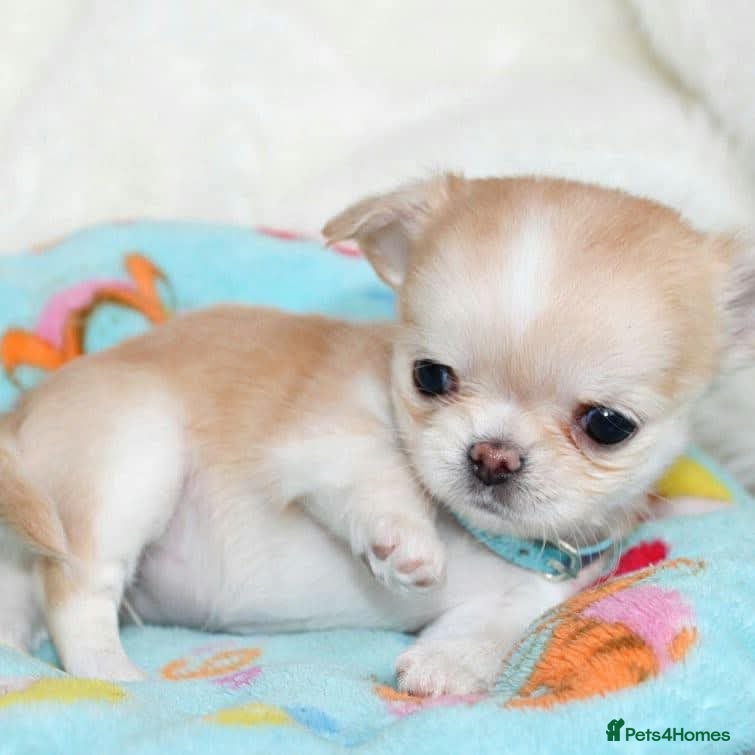 Chihuahua dogs Teacup Chihuahua Puppies For sale  - Advert 3