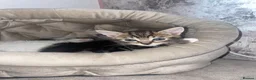 Mixed Breed cats for sale: 3 female kittens  - Advert 6