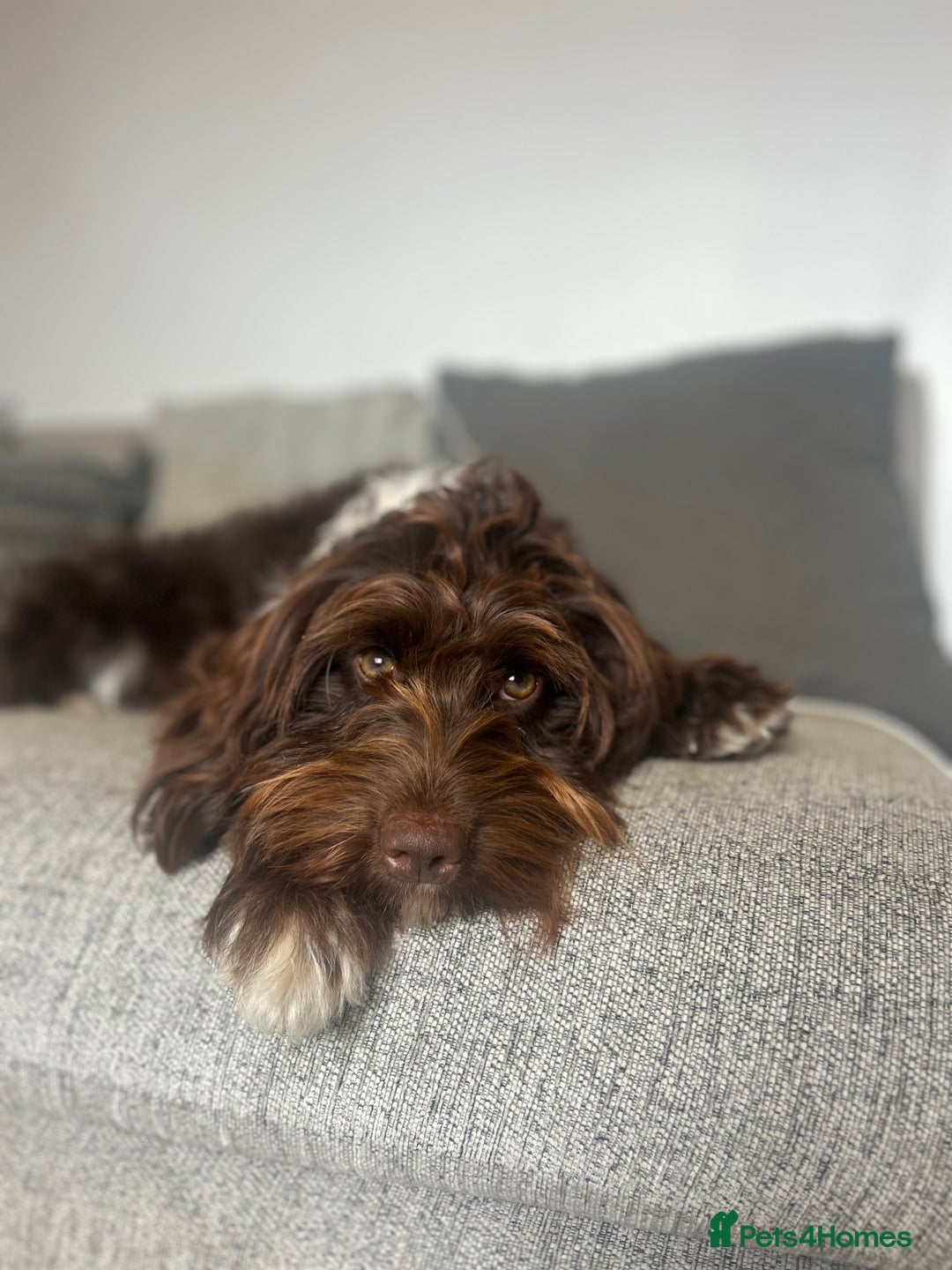 Cockapoo dogs for sale: Beautiful Cockapoo Puppies  - Advert 14