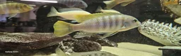 Other/Mixed Breed fish for sale: Assortment of fish  - Advert 18