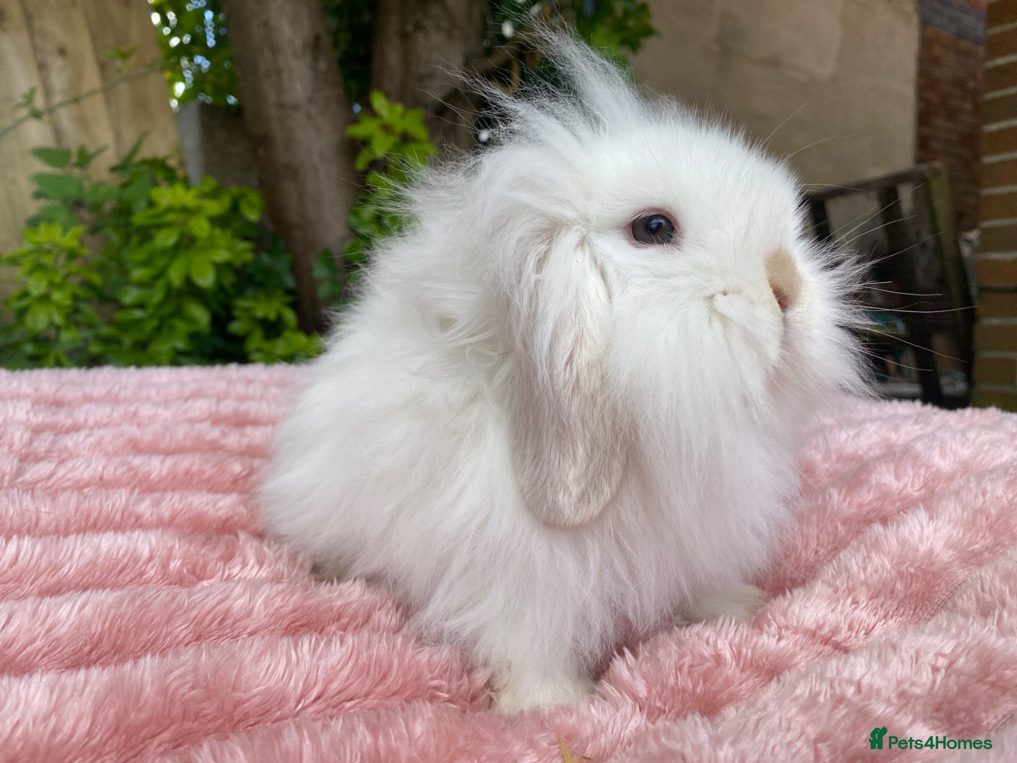 Mini Lion Lop rabbits Single main lion lops - Advert 3