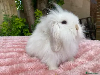Mini Lion Lop rabbits Single main lion lops - Advert 3