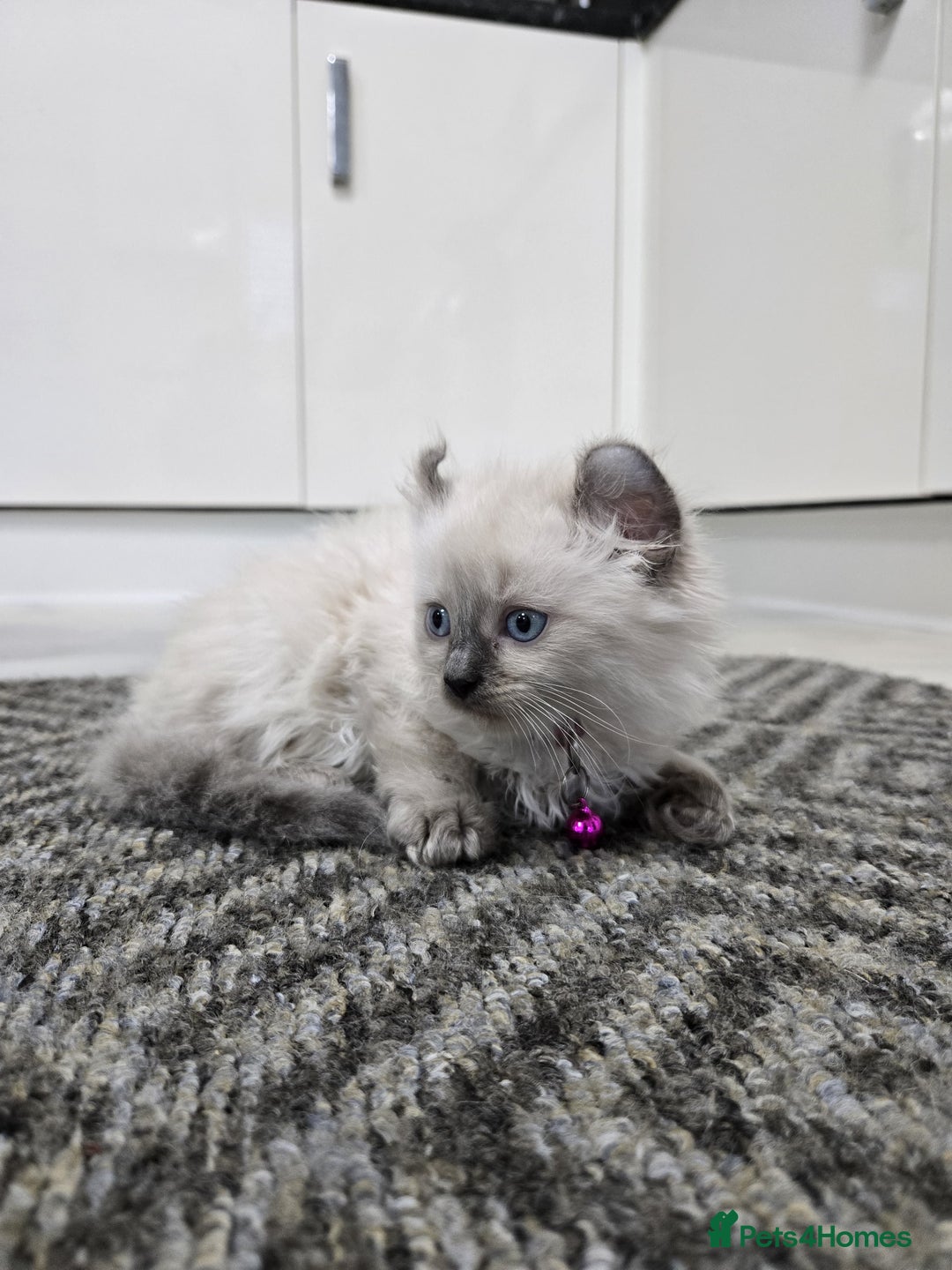 American Curl cats for sale: RARE, Unique, Affectionate American Curl Kittens!  - Advert 15