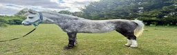 Welsh Section A horses for sale: Registered Welsh a grey mare  in Chipping Norton - Advert 2