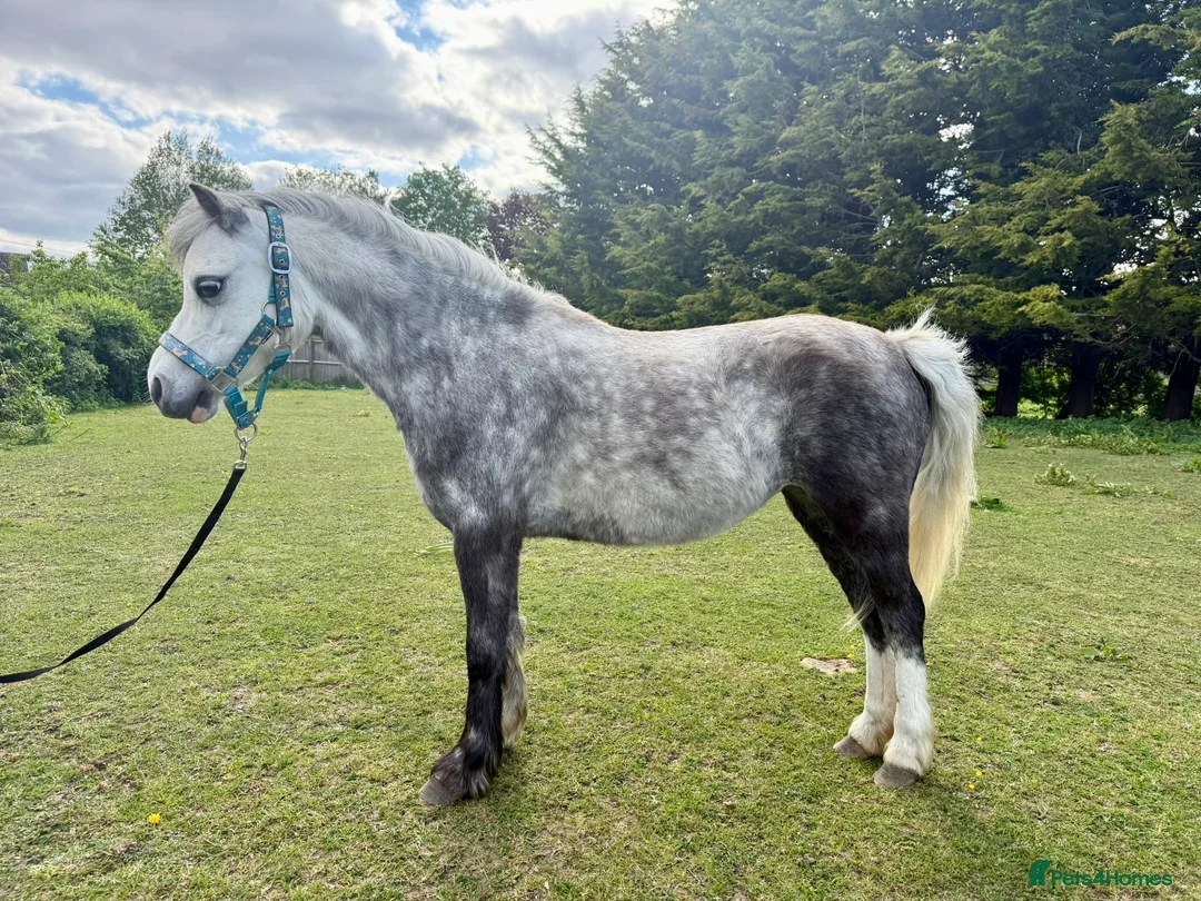Welsh Section A horses for sale: Registered Welsh a grey mare  in Chipping Norton - Advert 2
