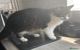 Mixed Breed cats for sale: MaineCoon x X British blue/Scottish fold  - Image 10