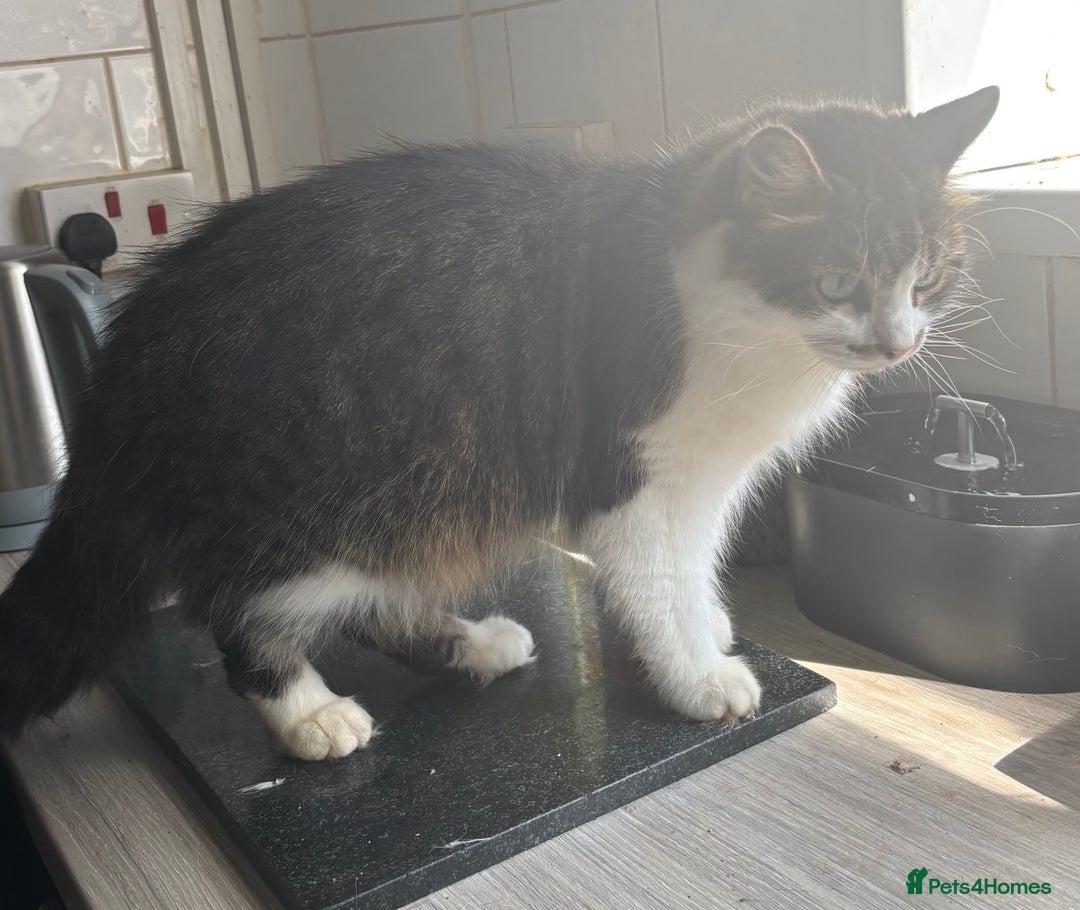 Mixed Breed cats for sale: MaineCoon x X British blue/Scottish fold  - Image 10