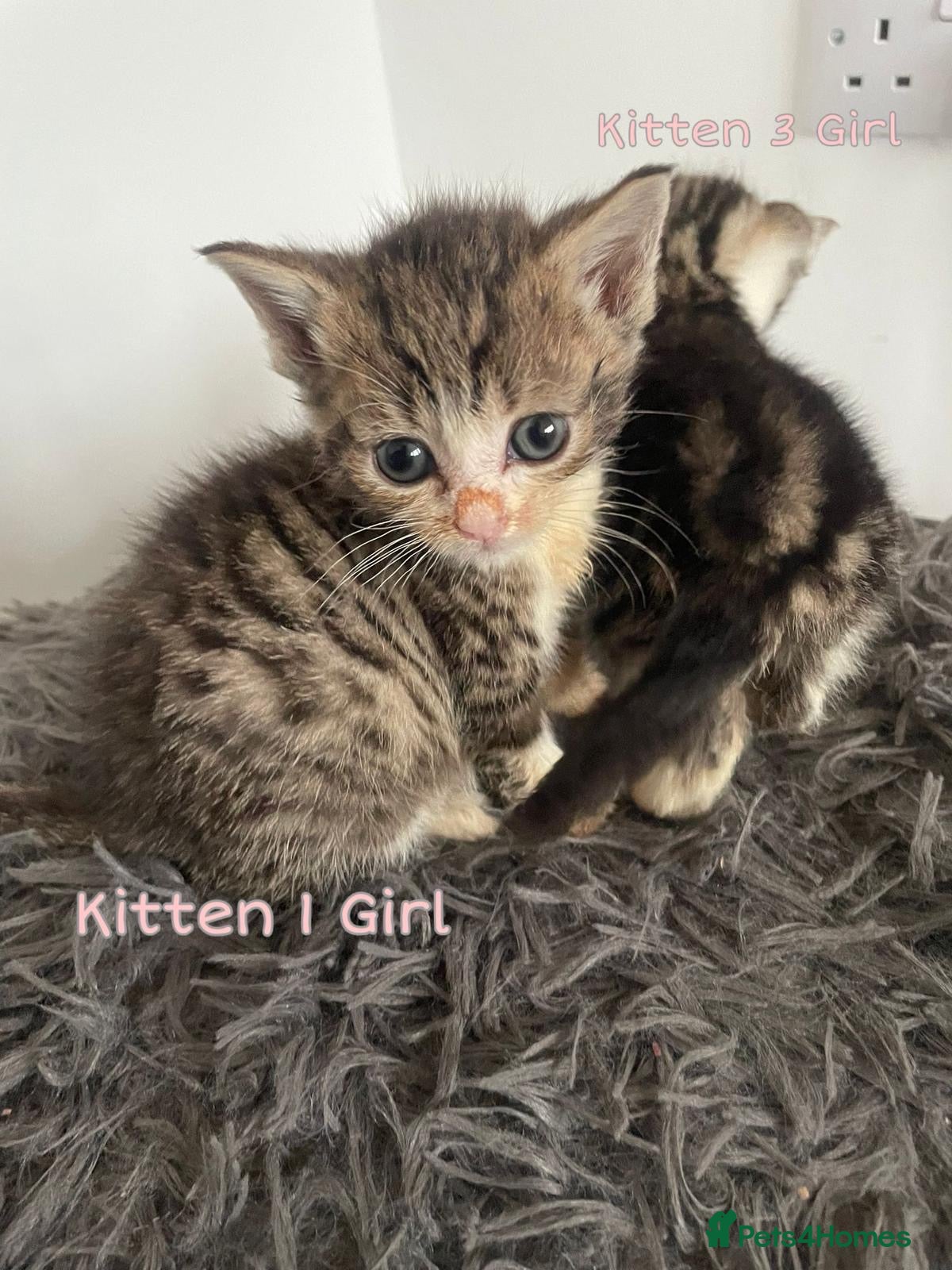 Mixed Breed cats Gorgeous tabby kittens available  - Advert 2