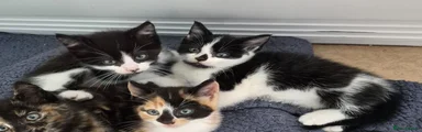 Kitten 2 