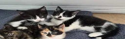 Mixed Breed cats for sale: 2 black and white male kittens very friendly  in Barnstaple - Advert 4