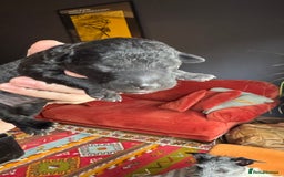 Mixed Breed dogs for sale: Bedlington x whippet puppies - Image 11