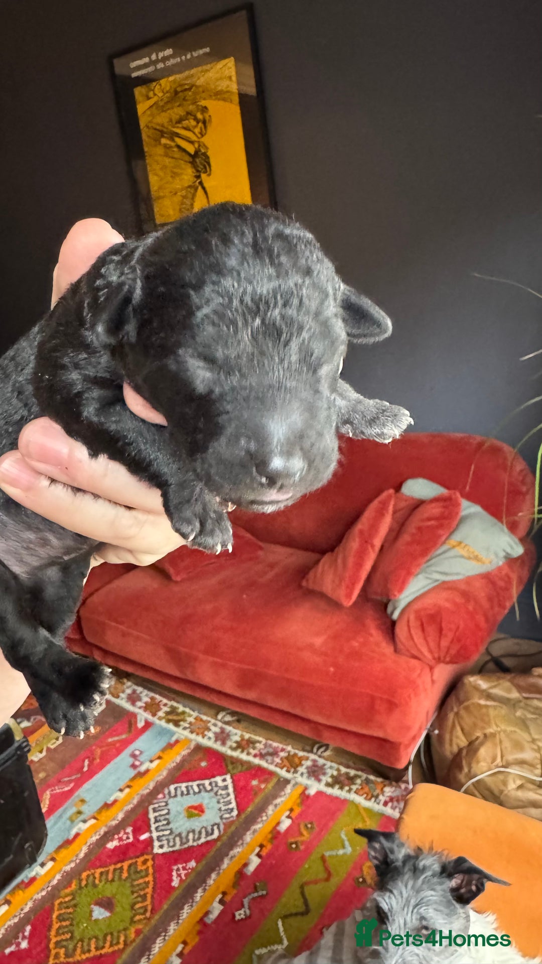 Mixed Breed dogs for sale: Bedlington x whippet puppies - Image 11