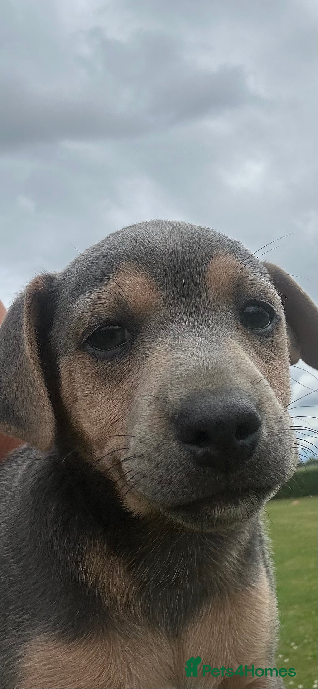 Jack Russell dogs for sale: Jack Russell, stunning litter,  in Doncaster - Image 38