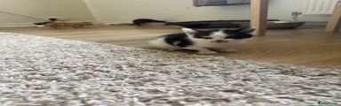 Mixed Breed Kitten 2