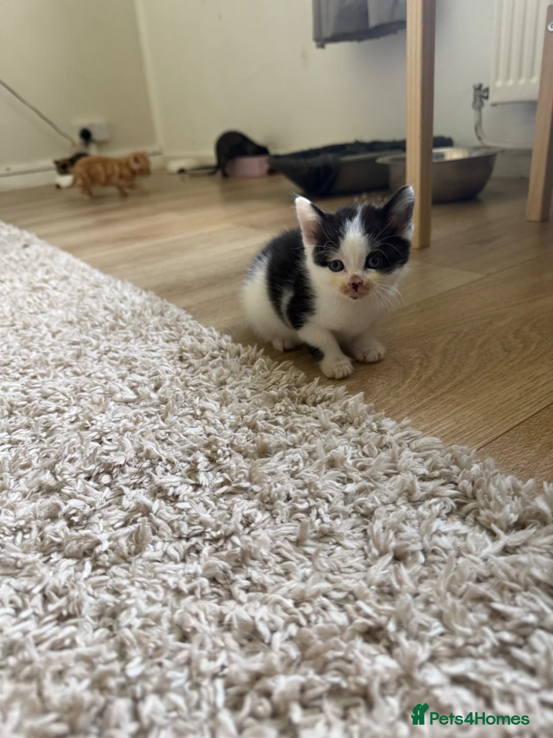 Mixed Breed cats for sale: Kittens  in Mountain Ash - Advert 7