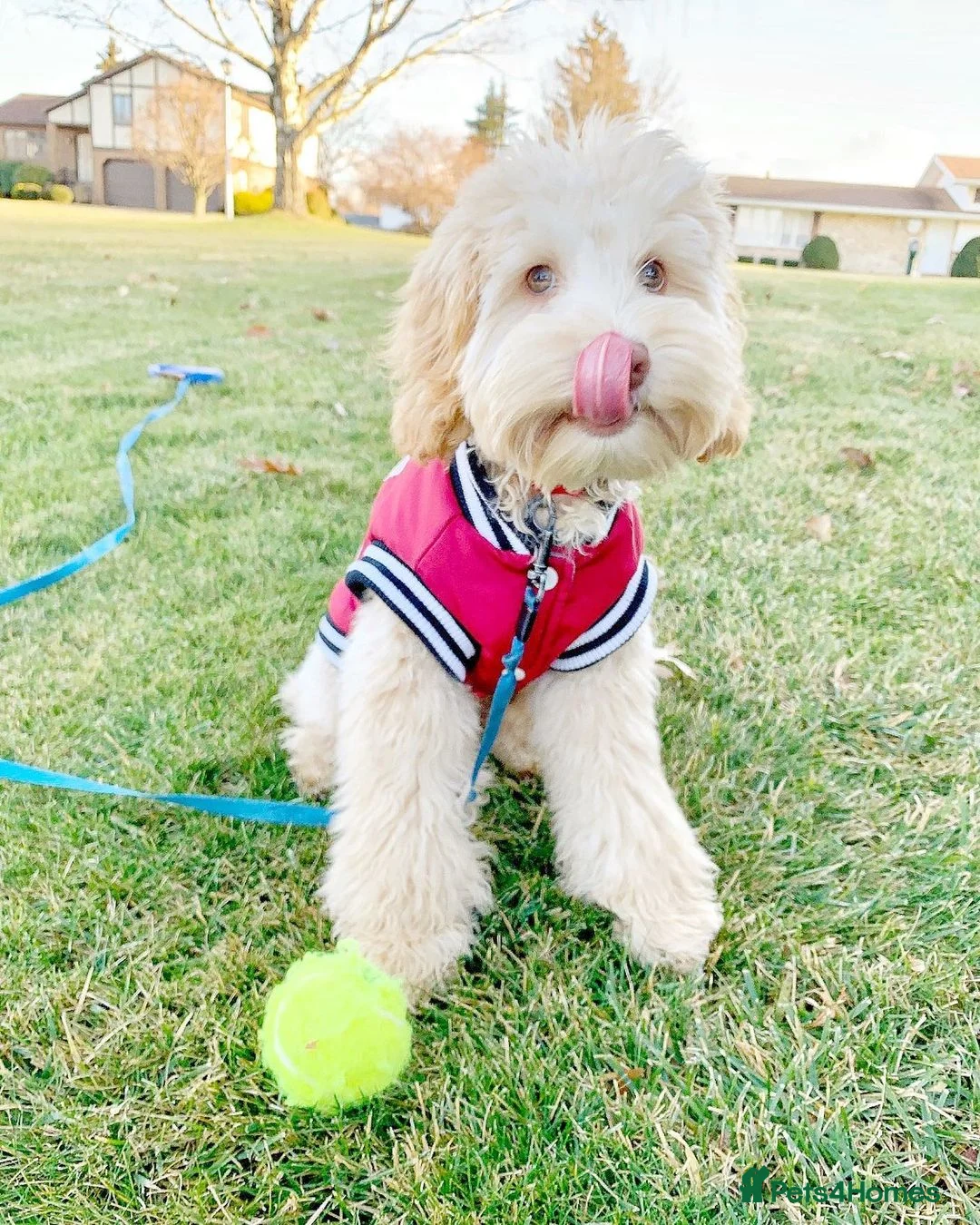 Aussiedoodle dogs for sale: Vinny – Loving Aussie Double Doodle - Advert 6