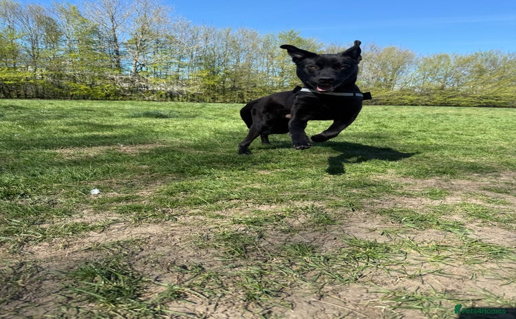 Mixed Breed dogs - Advert 13