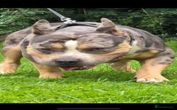 American Bully dogs for sale: Pocket bully - Image 2