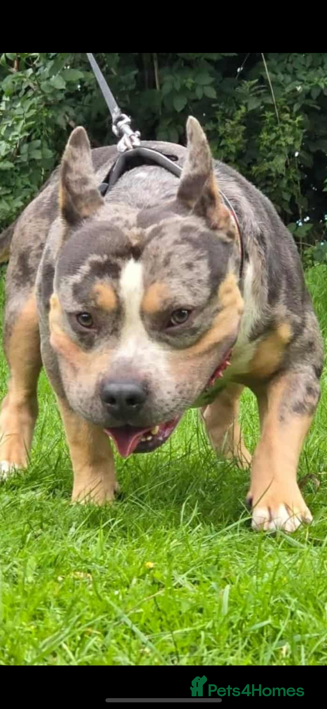 American Bully dogs for sale: Pocket bully - Image 2