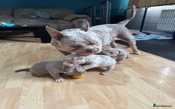 American Bully dogs for sale: American pocket bully pups for sale top Quality  - Image 9