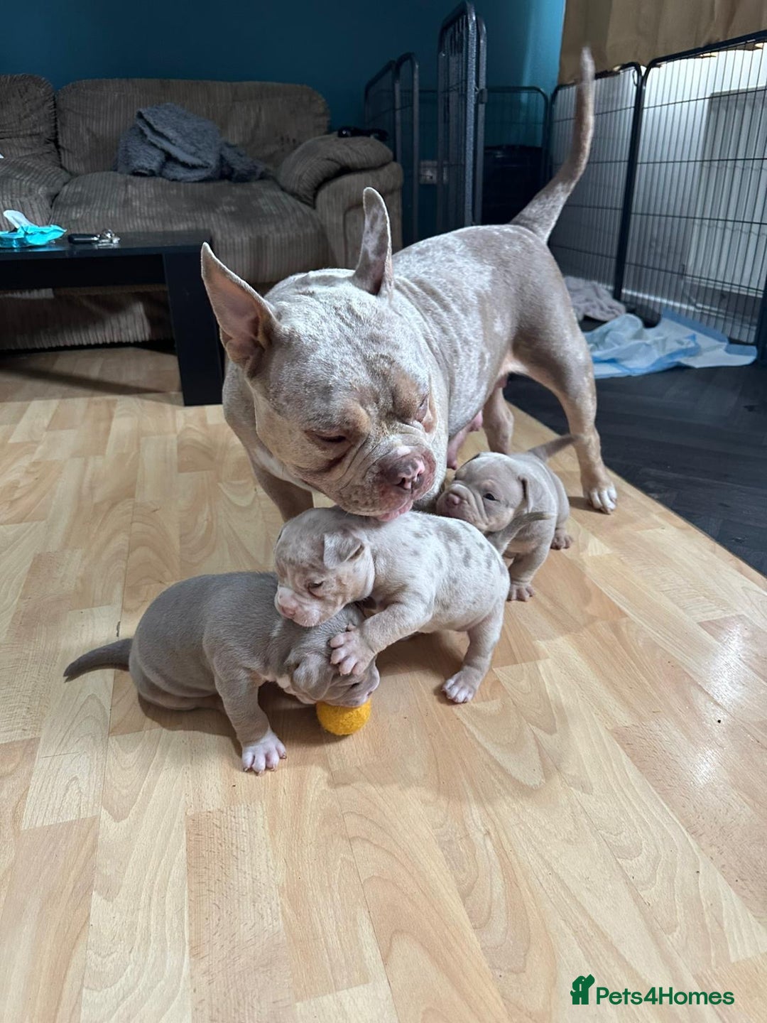 American Bully dogs for sale: American pocket bully pups for sale top Quality  - Image 9