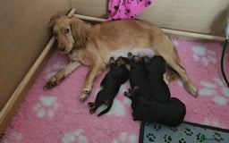 Sprocker dogs for sale: Three gorgeous girls for sale ❤️ - Image 11