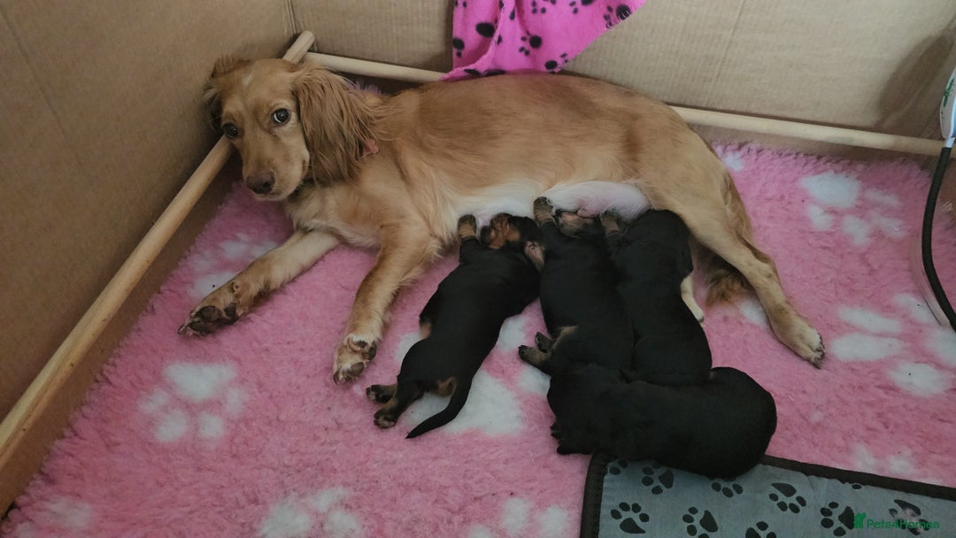 Sprocker dogs for sale: Three gorgeous girls for sale ❤️ - Image 11