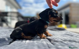 Miniature Dachshund dogs for sale: Stunning Smooth Black & Tan Miniature Dachshunds - Image 4