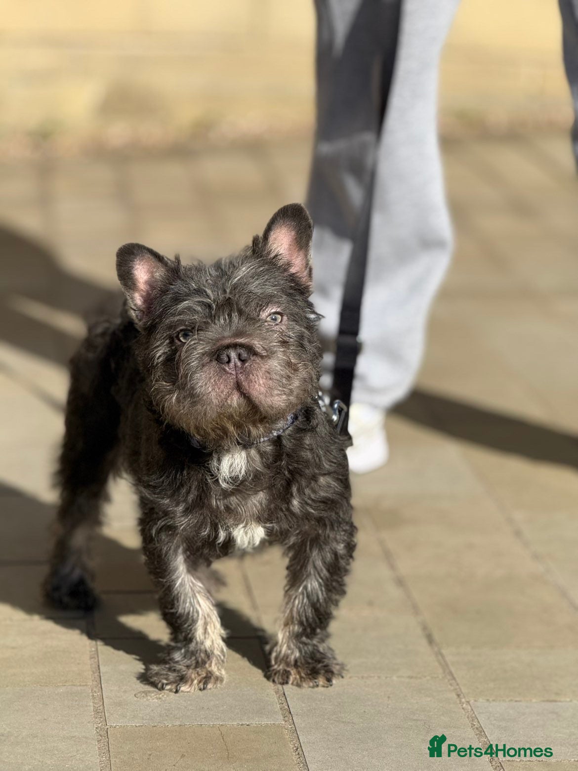 French Bulldog dogs 🐾💙 Blue French Bulldog Boy Available 💙🐾 - Advert 1