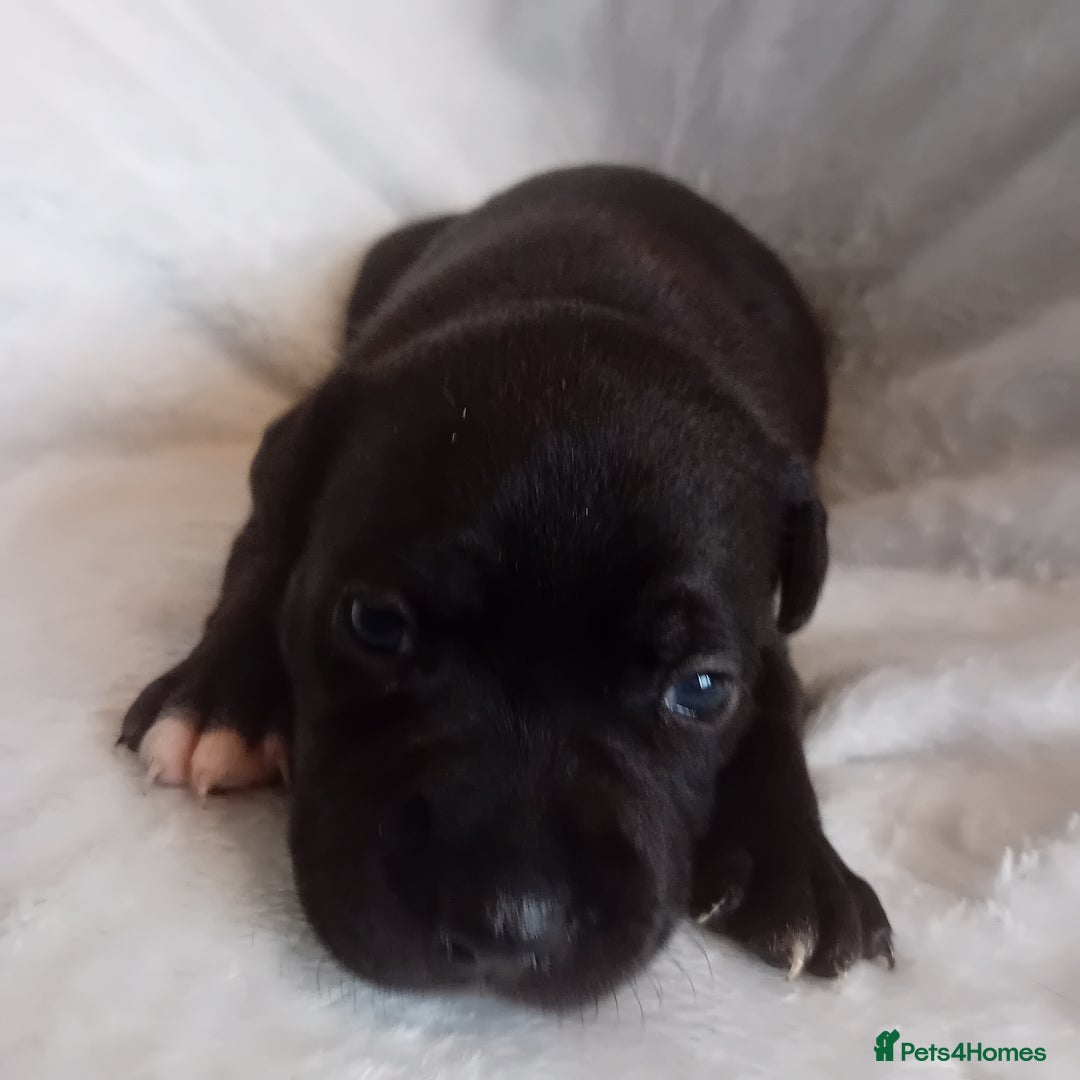 Staffordshire Bull Terrier dogs for sale: Staffordshire bull terrier pups  - Advert 5