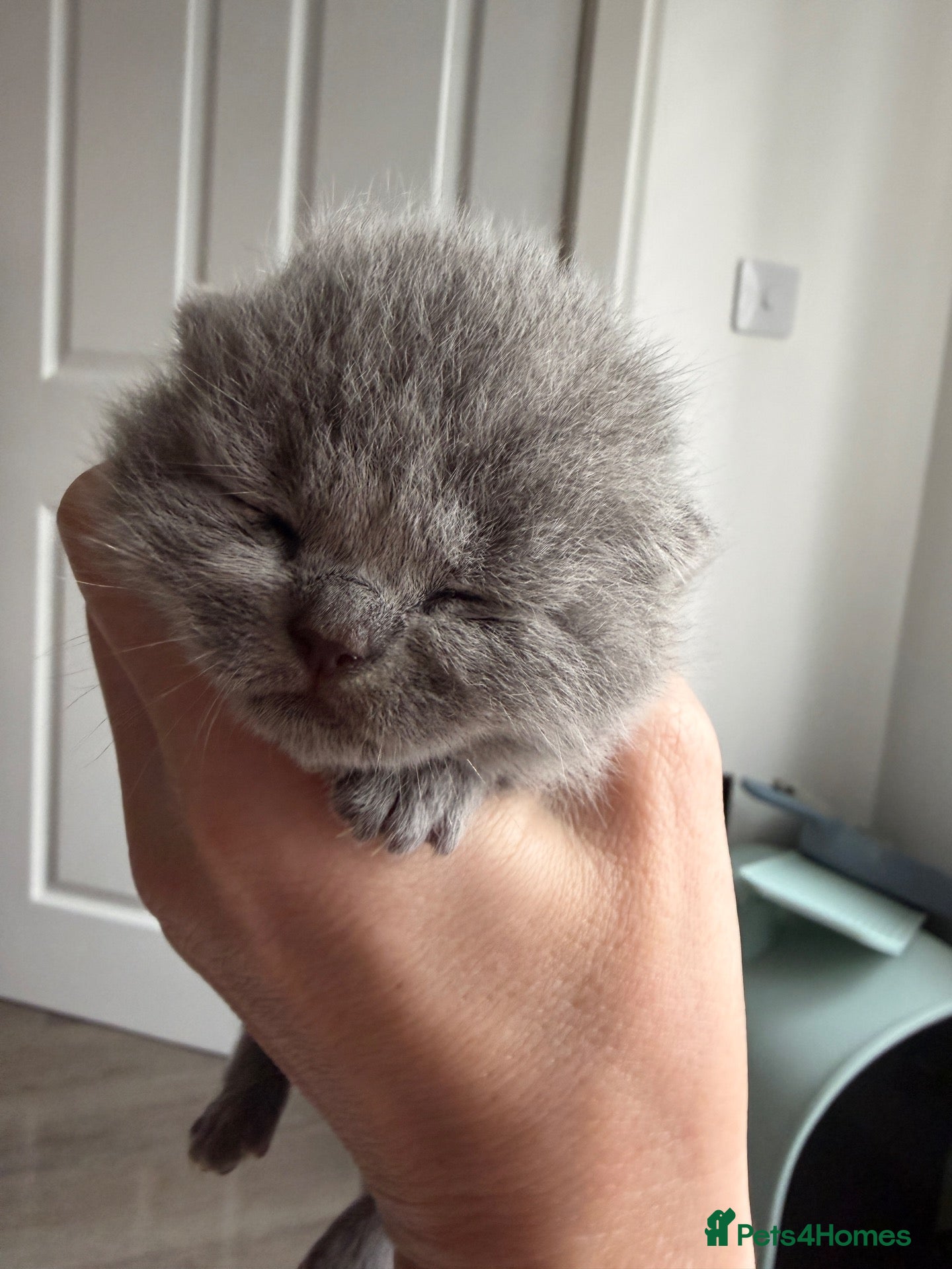 British Shorthair cats 🏆Champions line🏆BSH Kittens Tica reg  - Advert 2