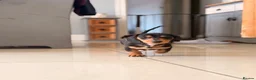 Miniature Dachshund dogs for sale: Pra hereditary clear mini smooth dachshund  - Advert 12