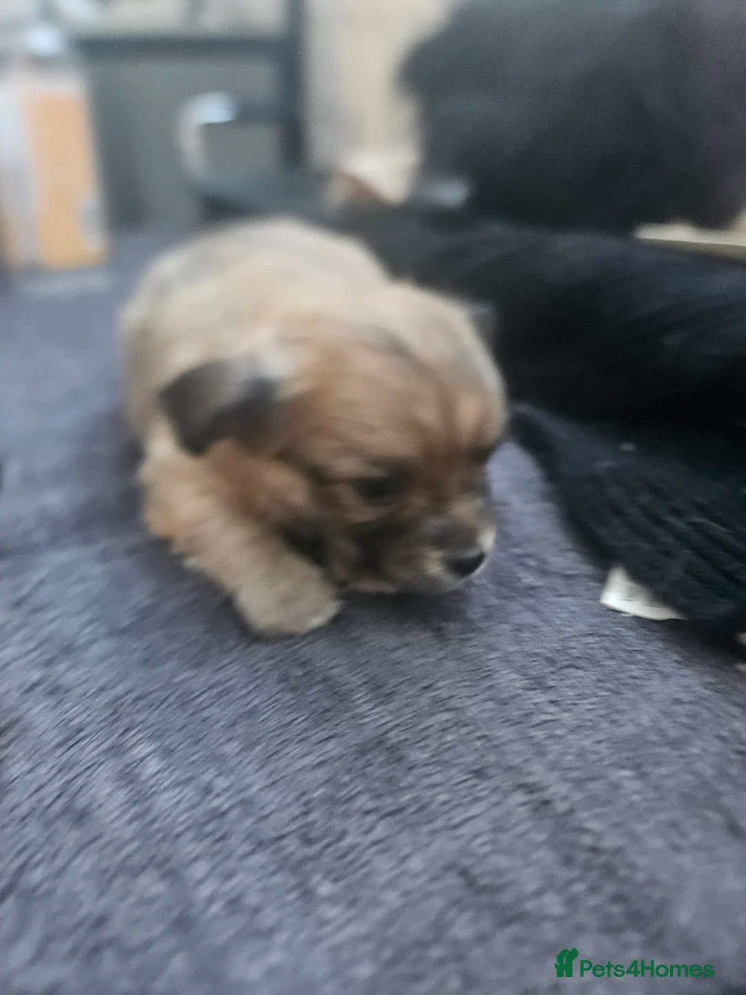 Chihuahua dogs for sale: Applehead chihuahua  in Carshalton - Advert 6