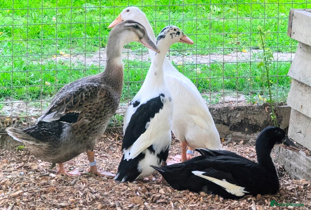Ducks poultry for sale: Purebred Indian Runner Duck Fertile Hatching Eggs - Advert 2