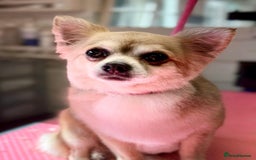 Chihuahua dogs for sale: Looking for a home - Image 2