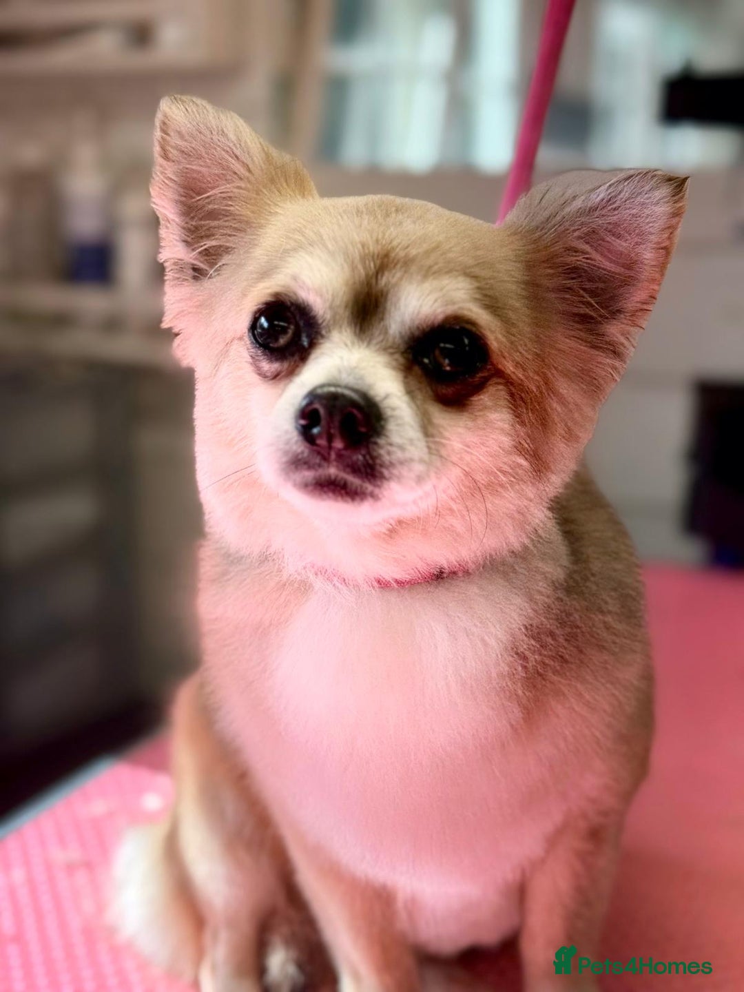 Chihuahua dogs for sale: Looking for a home - Image 2