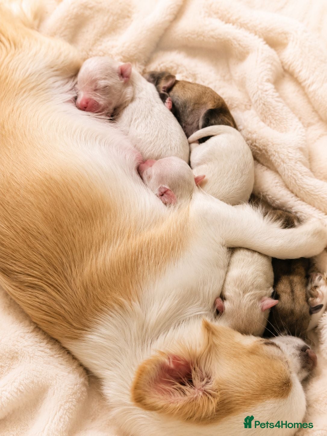 Chihuahua dogs Adorable Tiny Chihuahua Puppies Ready Soon - Advert 10
