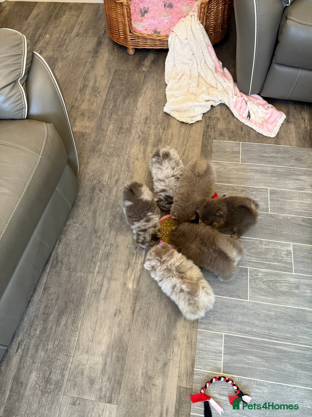 Pomeranian dogs for sale: Rare lilac tan merle teddy bears 🧸💎 - Image 9