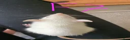 Rat rodents for sale: 10 super tame lovely rats normal and dwarf - Advert 7