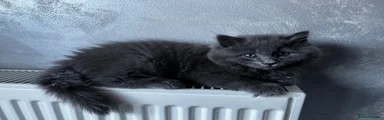 Mixed Breed Kitten 2