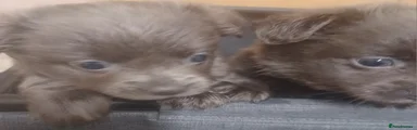 Chihuahua 3