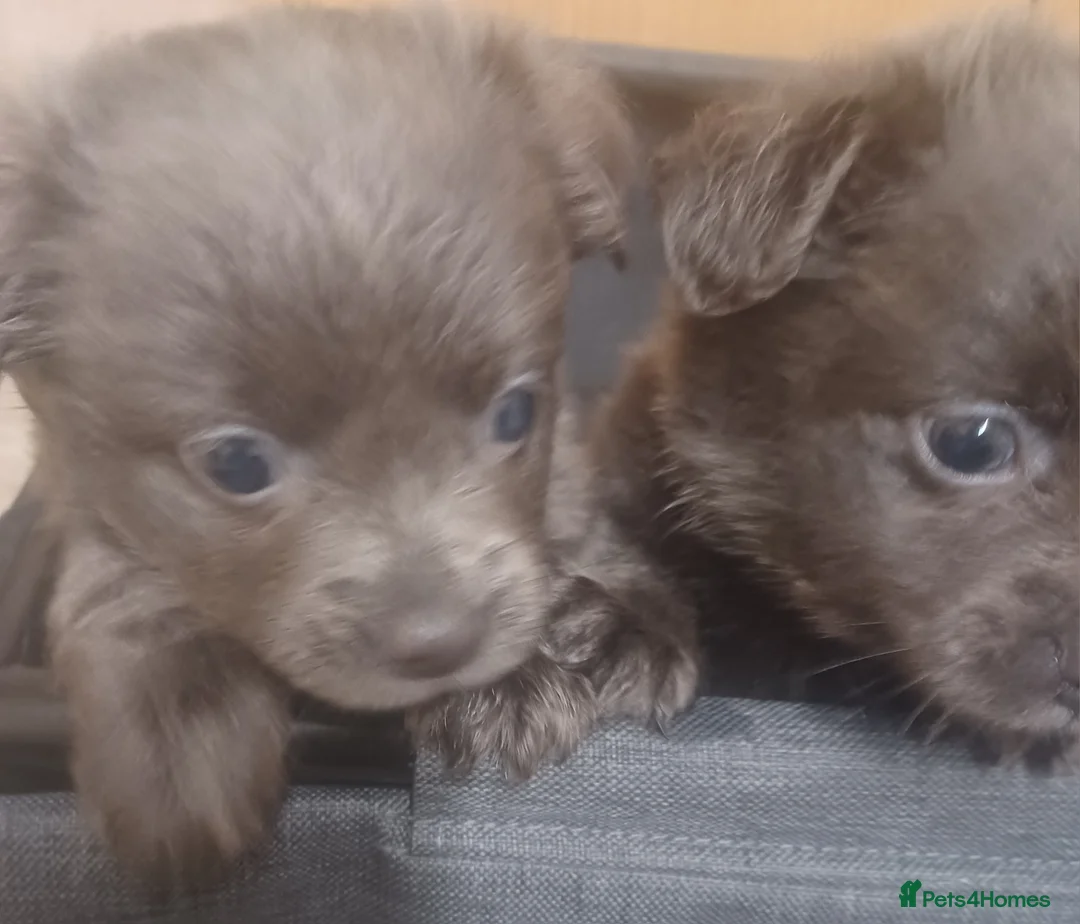 Chihuahua dogs for sale: Chihuahua puppies - Advert 2