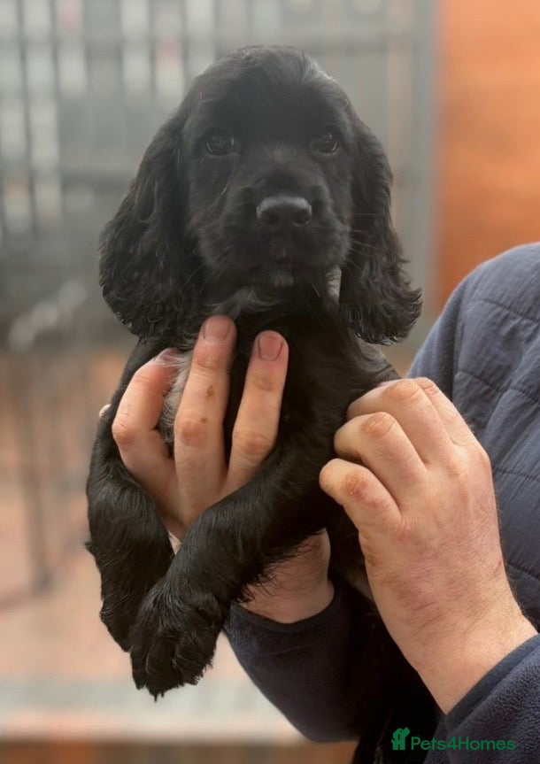 Cocker Spaniel dogs Heath Tested Working Cocker Puppies - Advert 2
